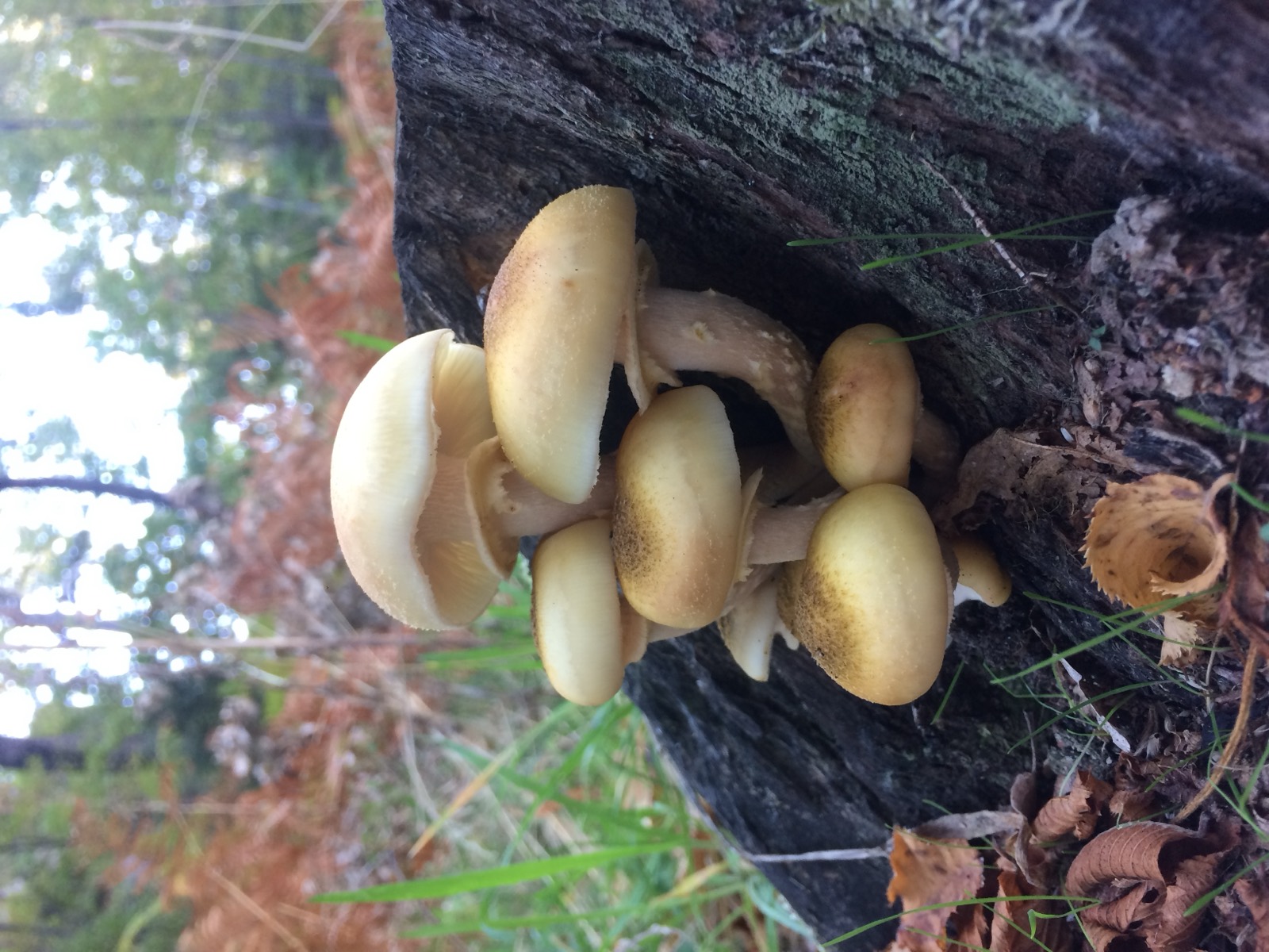 Armillaria mellea, il chiodino, in esemplari giovani cresciuti a gruppi
