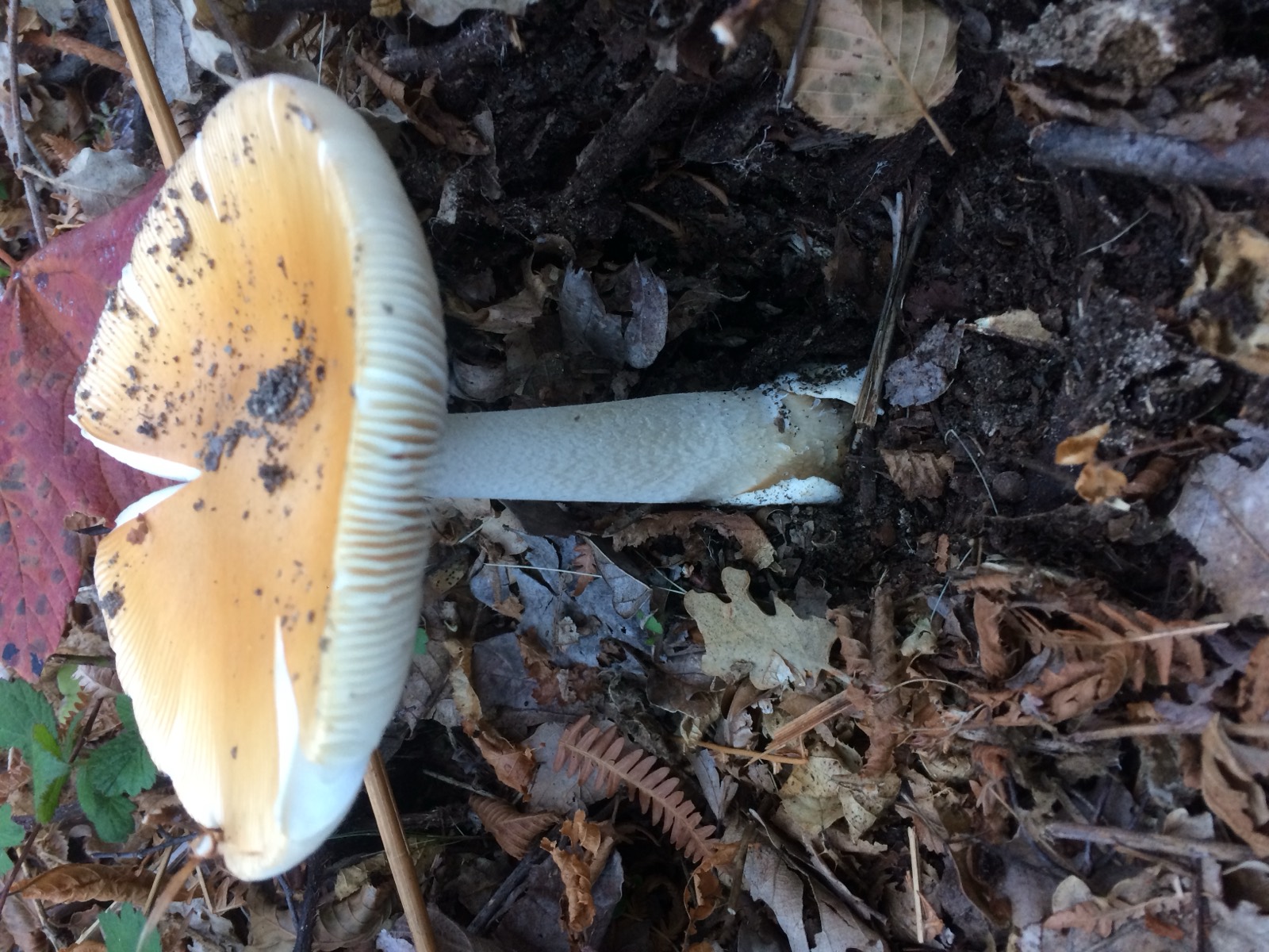 Amanita aurea: cappello dorato e volva evidente alla base del gambo