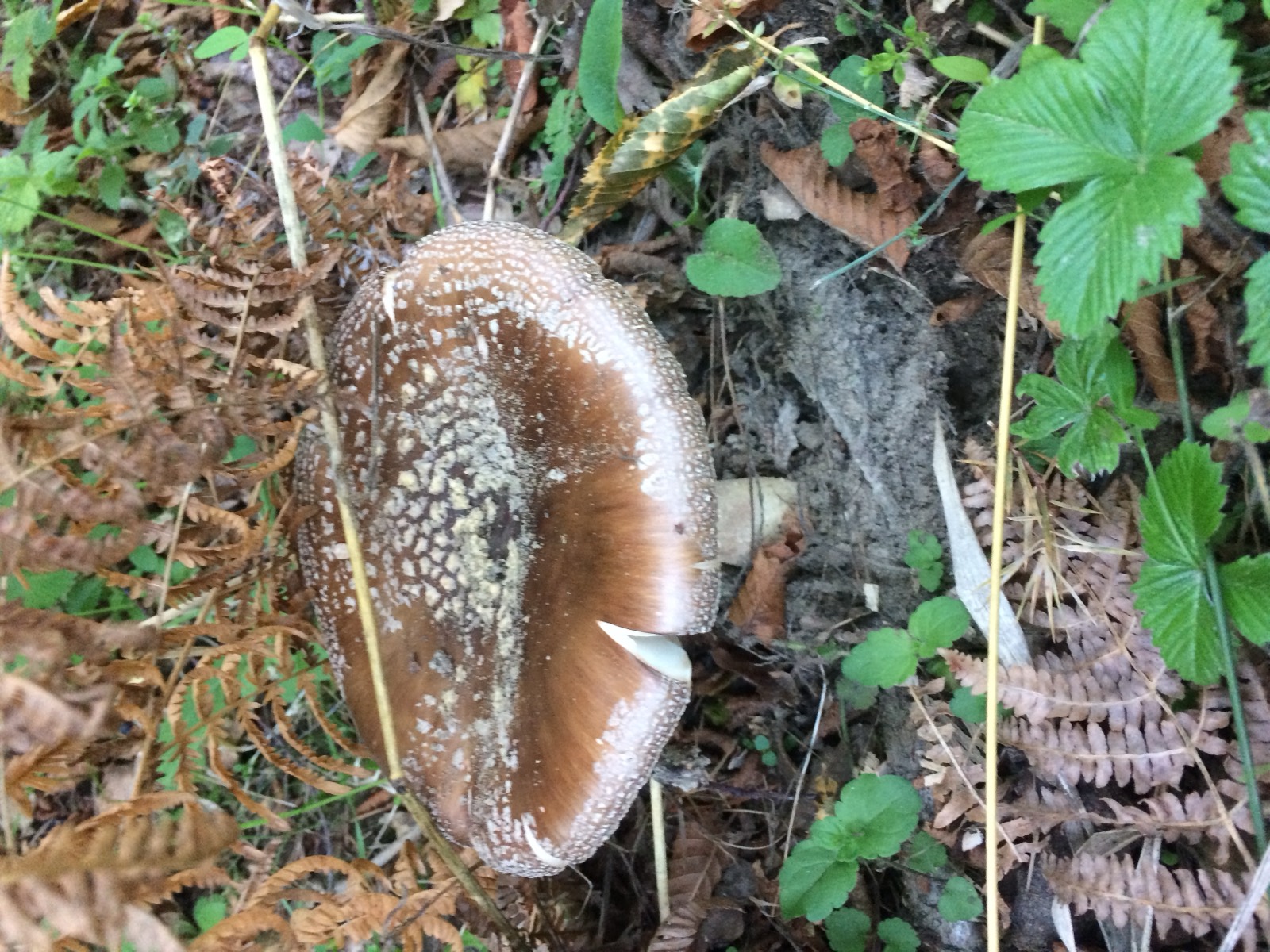 Amanita pantherina: cappello bruno cosparso di verruche bianche