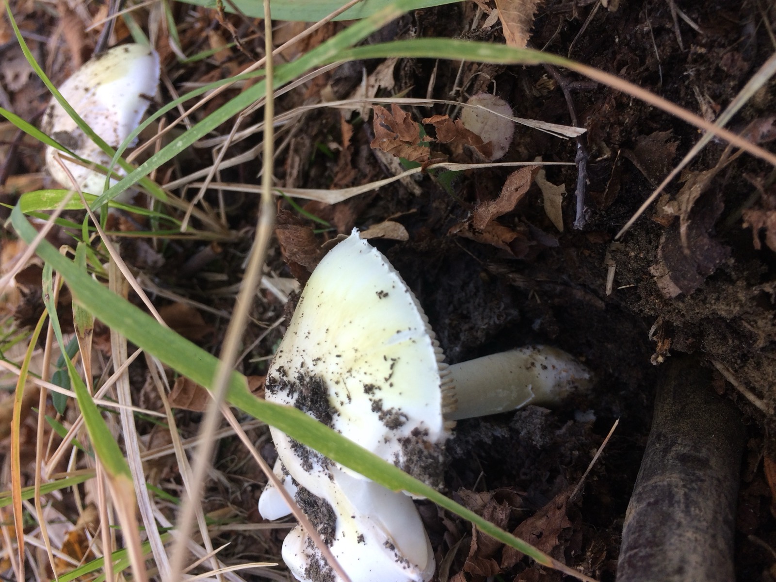Amanita phalloides, specie mortale, con cappello verdastro e volva bianca