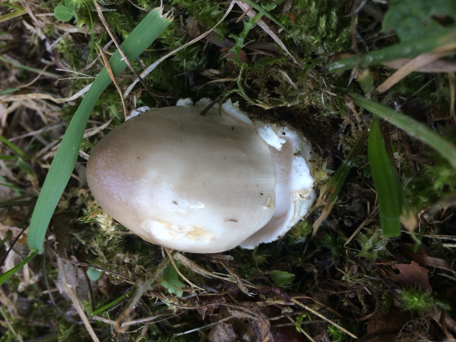 Amanita vaginata, detta pettinata: volva visibile alla base e gambo senza anello