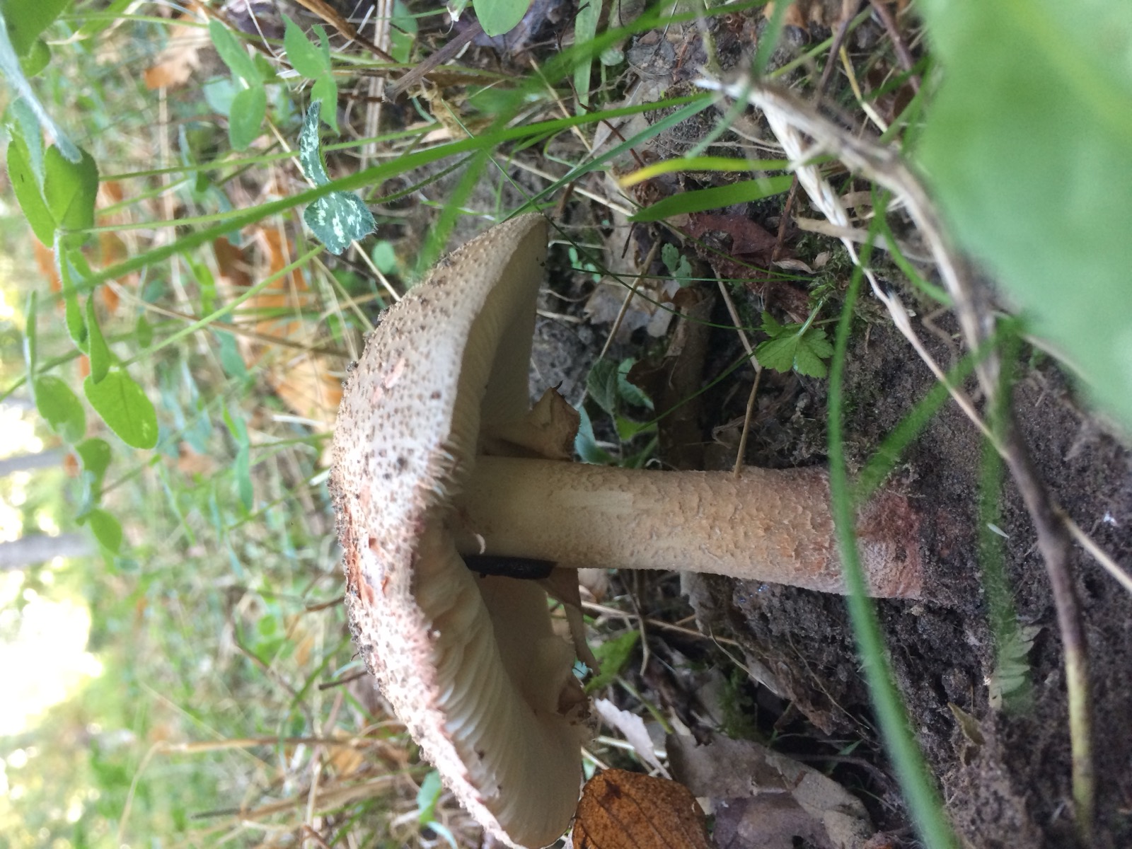 Amanita rubescens: cappello e gambo con sfumature vinaccia