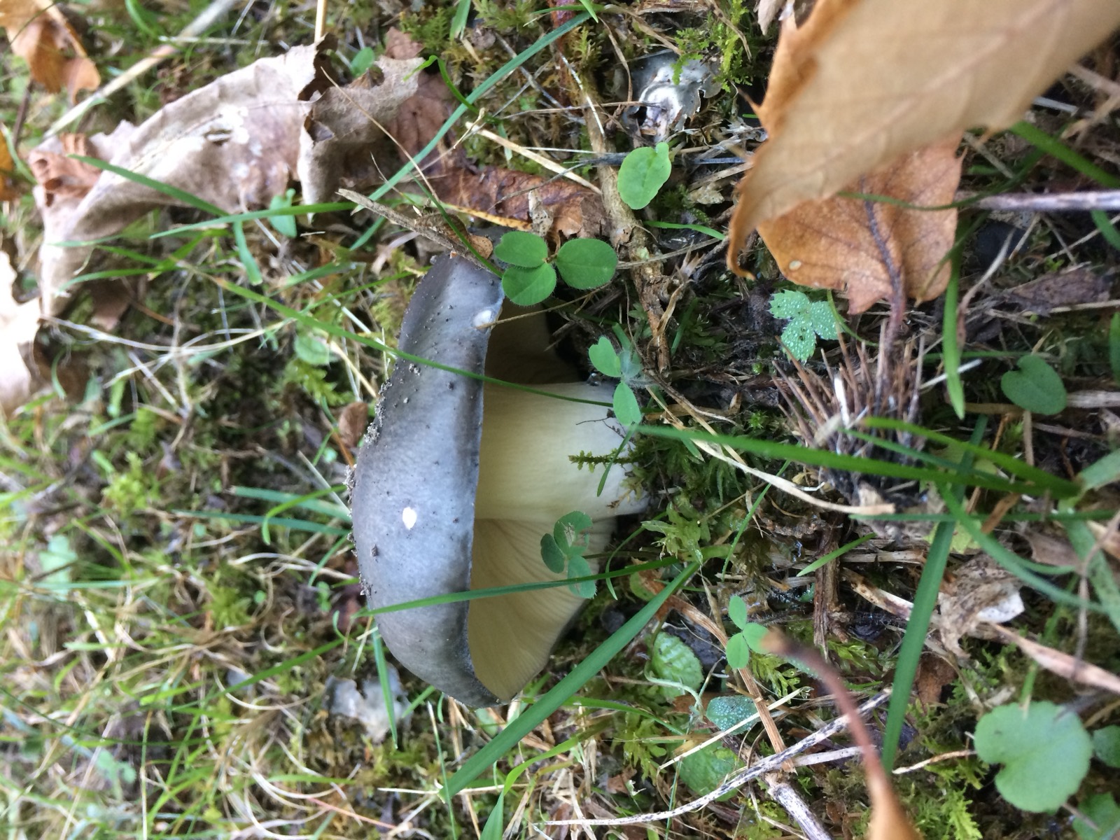Russula cyanoxantha: cappello dal colore variabile e lamelle bianche elastiche