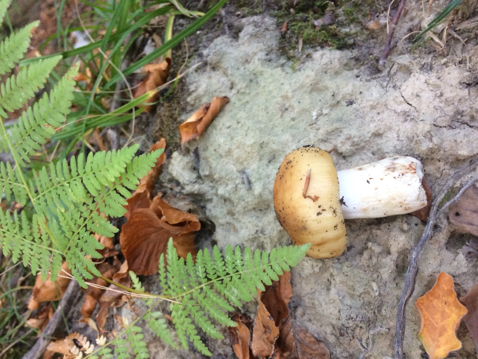 Russula foetens: cappello ocra-brunastro, specie dall'odore intenso e sgradevole