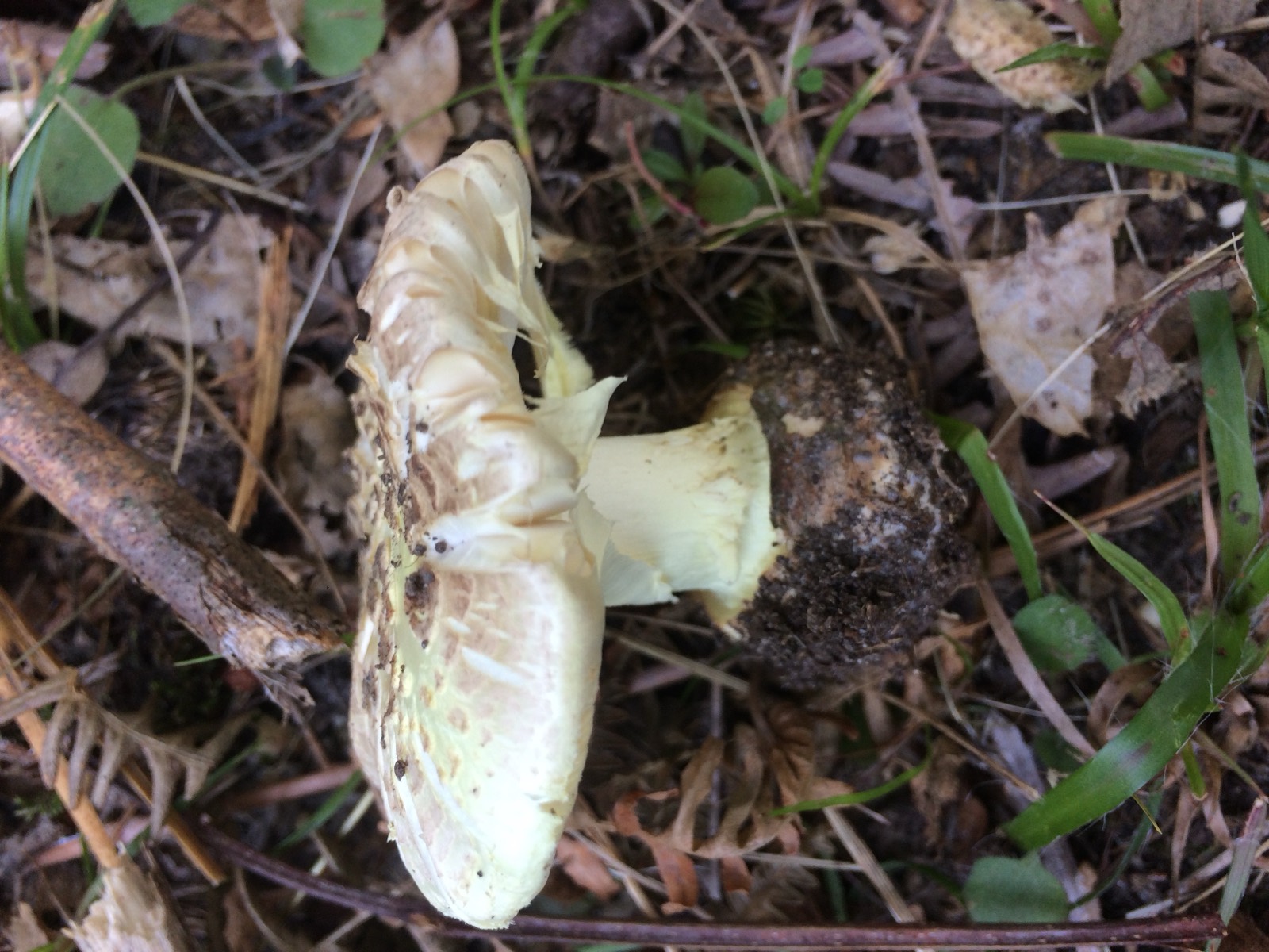 Amanita citrina, tignosa paglierina: cappello color limone e volva coriacea