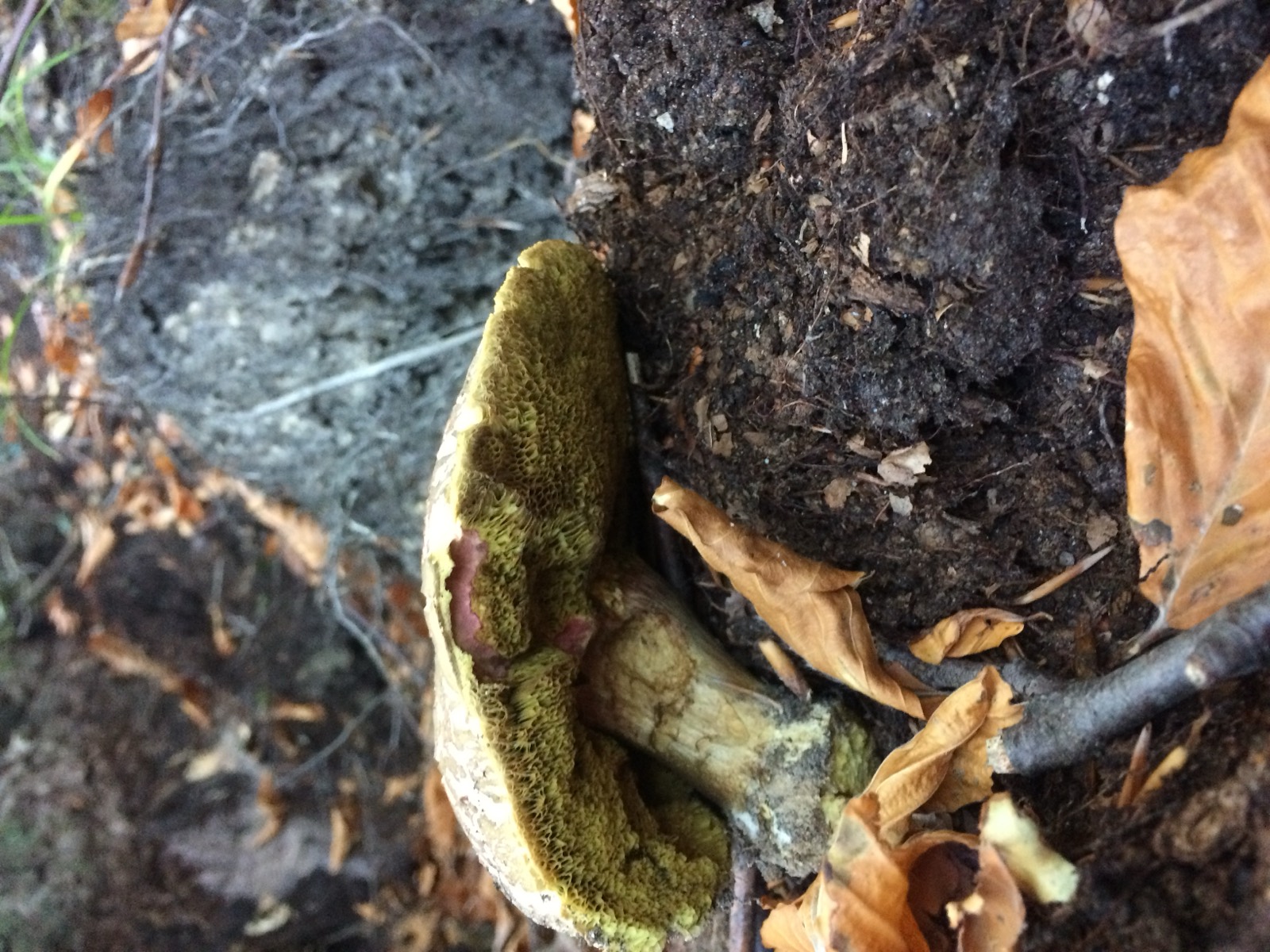 Tylopilus felleus, il porcino amaro: molto simile al porcino nell'aspetto
