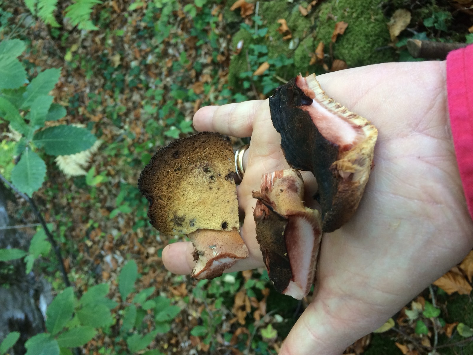 Fistulina hepatica, lingua di bue: corpo fruttifero carnoso e rosso cresciuto su quercia
