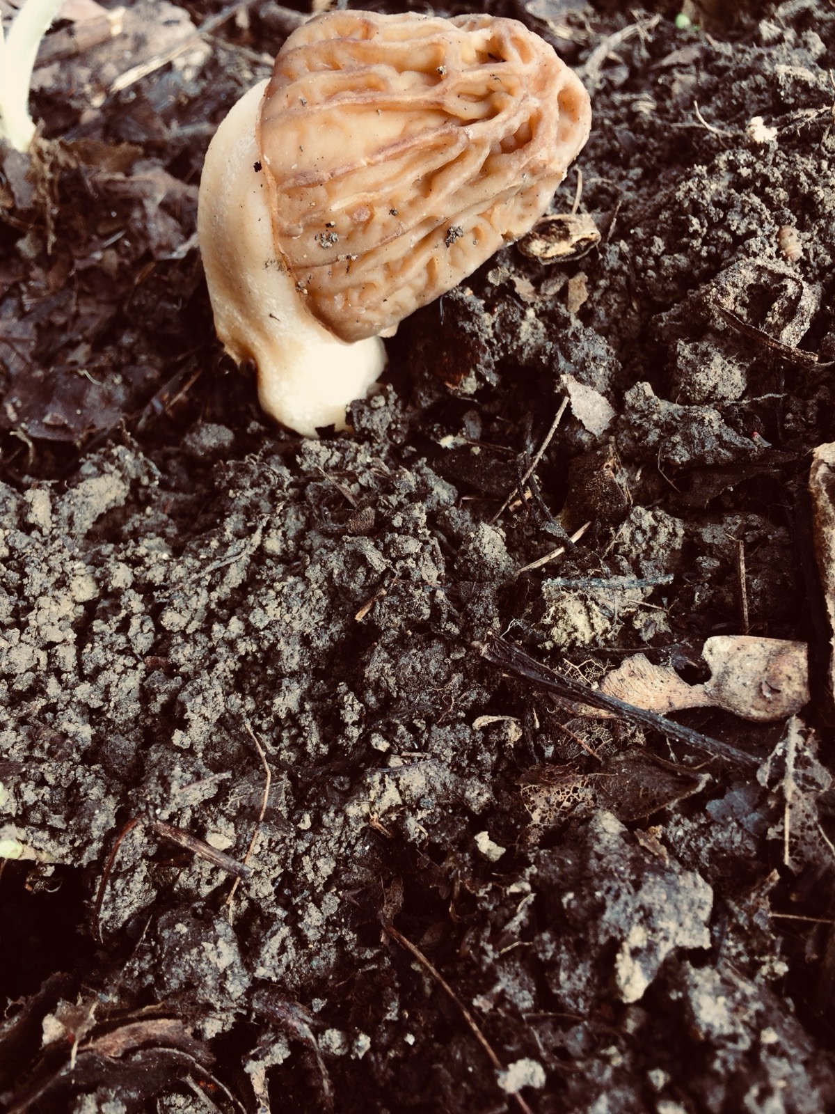 Verpa sp.: fungo cartilaginoso con cappello rugoso separato dal gambo