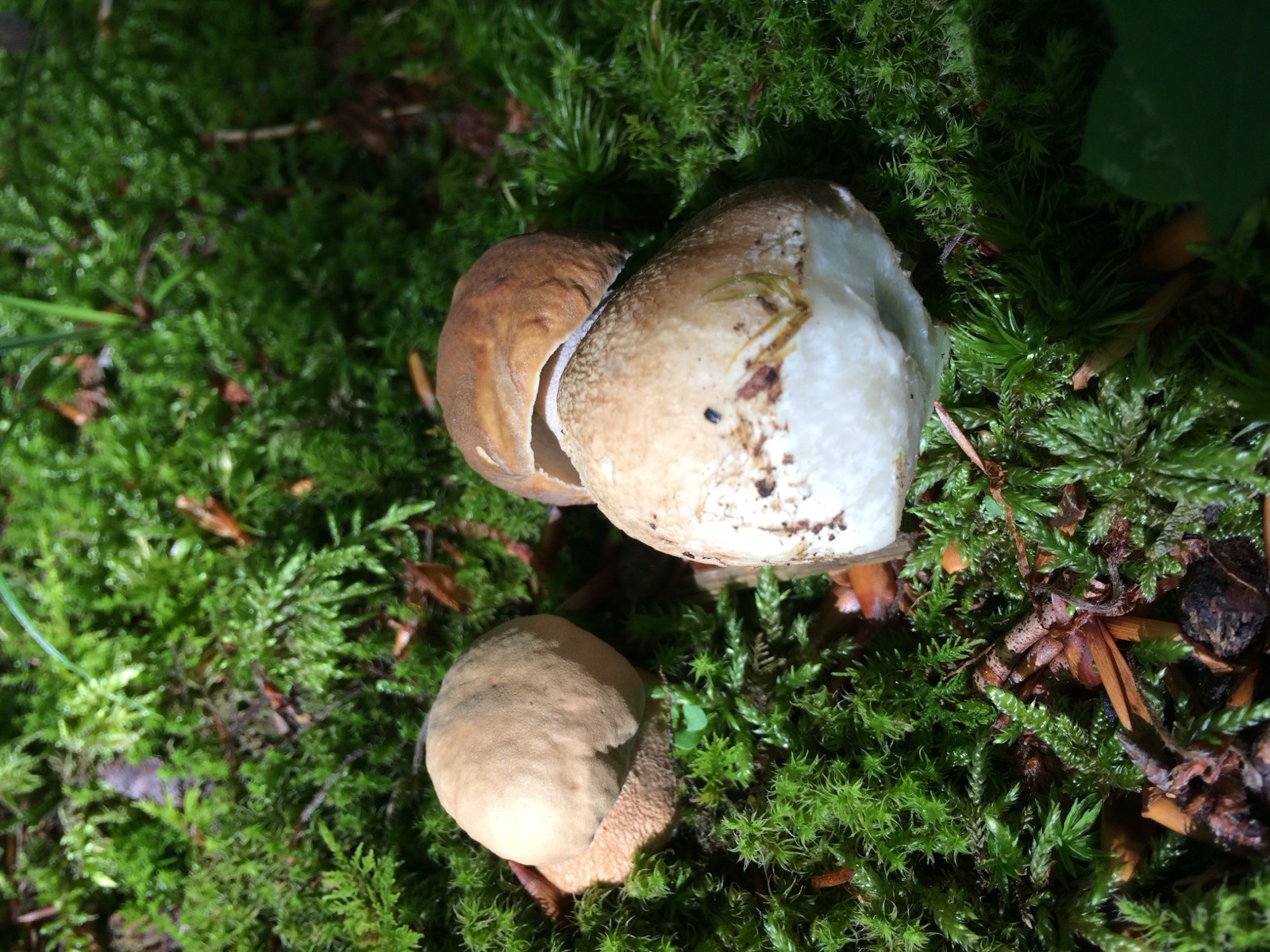 Bosco estivo di castagni e querce tra Montegallo e Santa Maria in Pantano (AP), giugno 2018