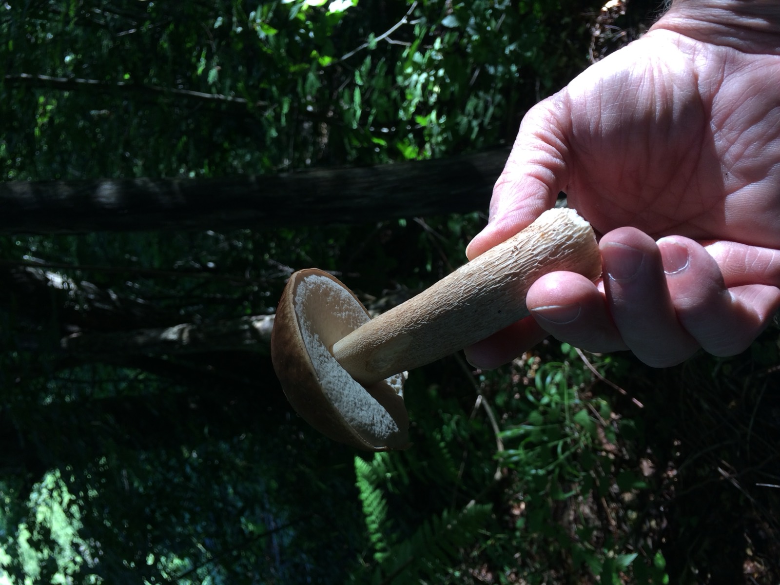 Boletus edulis, il porcino: cappello marrone, gambo robusto e pori bianchi