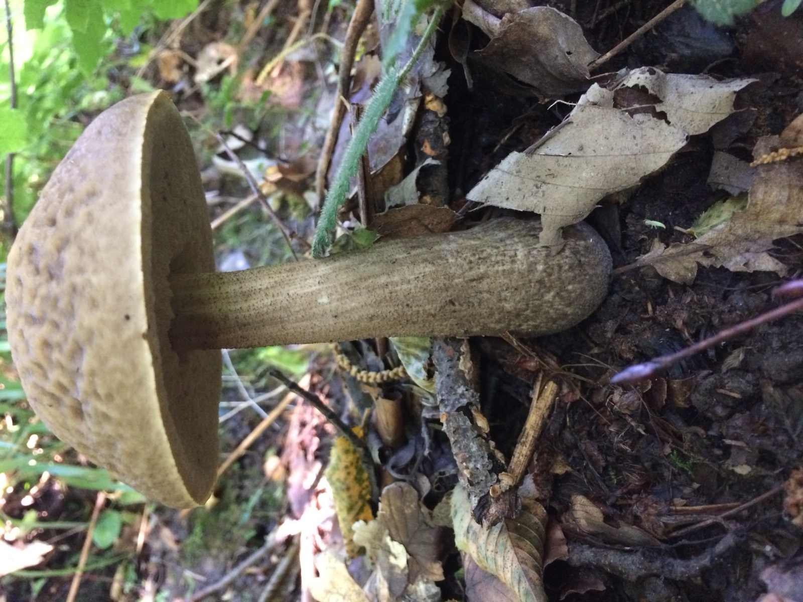 Leccinum castaneum, porcinello castagno: cappello bruno e gambo screziato