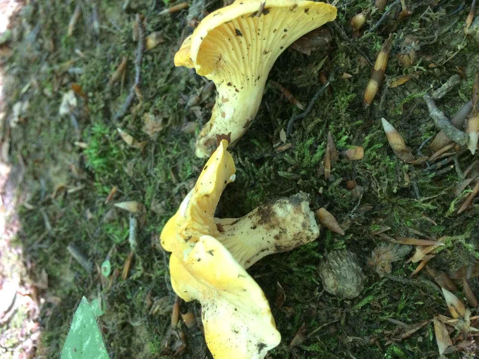 Cantharellus cibarius, galletto o finferlo: colore giallo intenso, cresciuto in gruppi