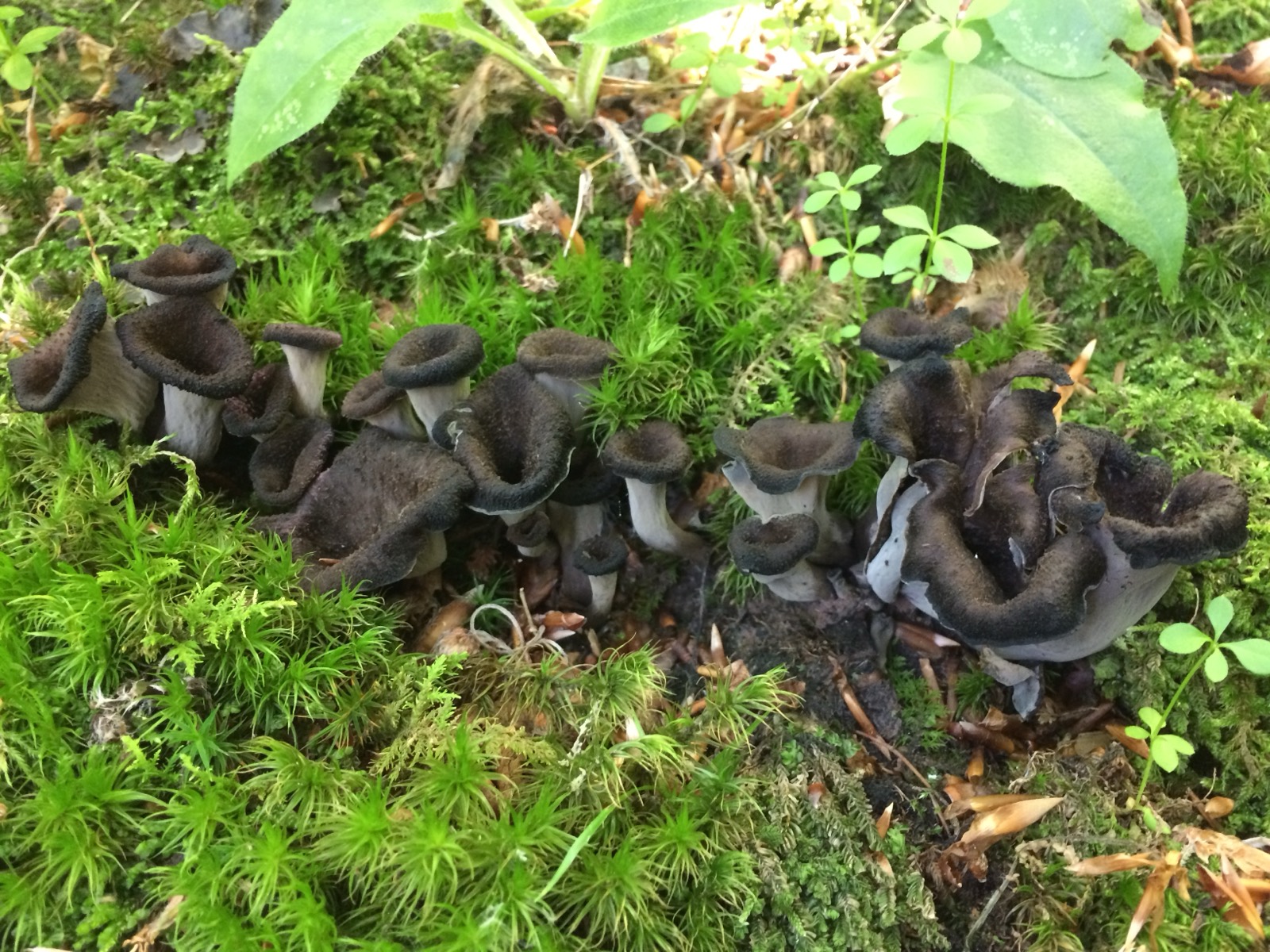 Craterellus cornucopioides, trombette da morto: corpi fruttiferi grigio-neri a forma di tromba cava