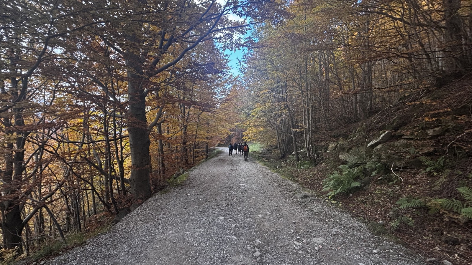 Sottobosco di faggio al Corno alle Scale: muschio verde brillante, foglie secche e ceppaie coperte di licheni, ottobre 2025