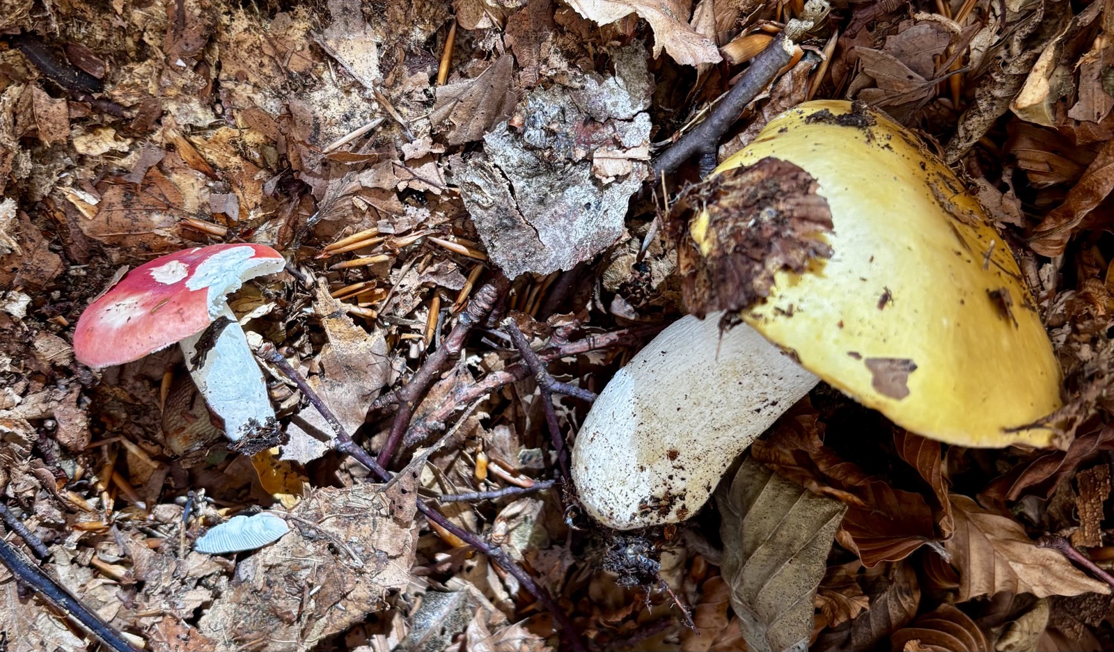 Russule del gruppo delle Colombine su lettiera di faggio: cappelli rosso vinato e giallo ocra, lamelle bianche