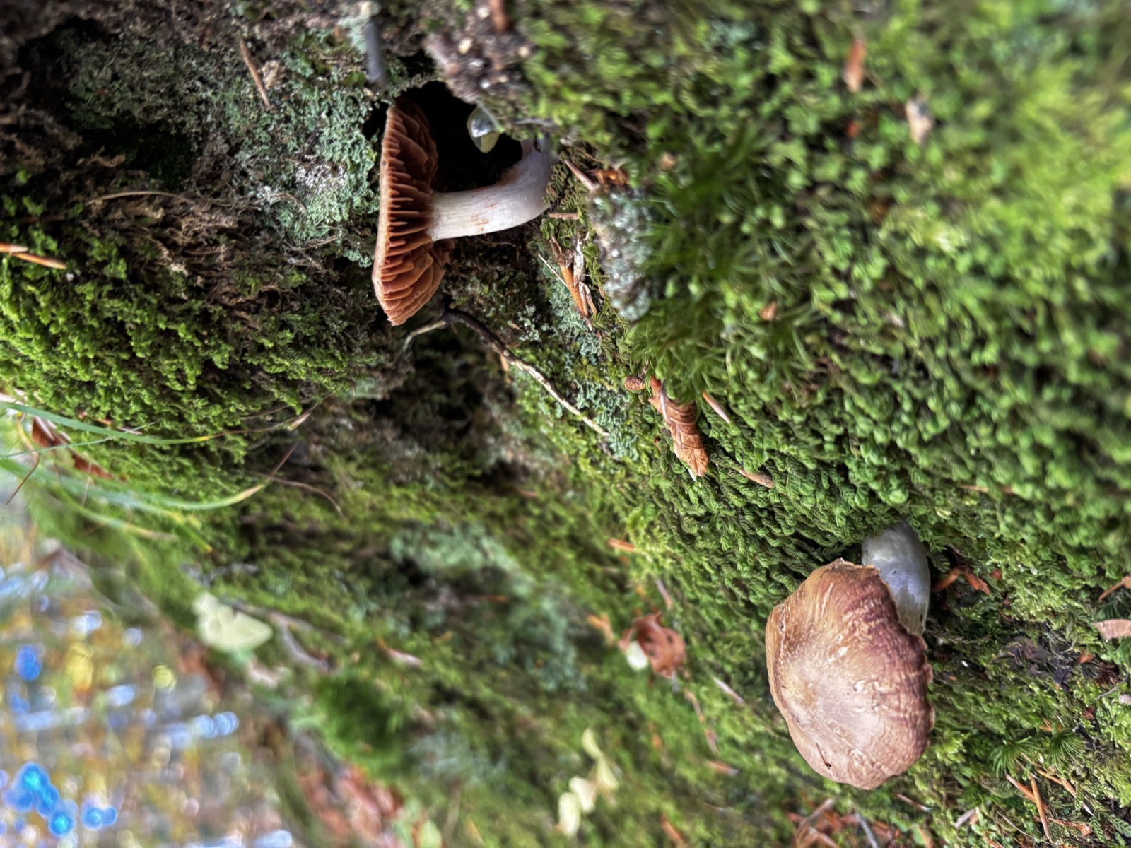 Cortinarius sp., probabile Cortinarius violaceus: cappello vellutato e lamelle color tabacco su muschio umido