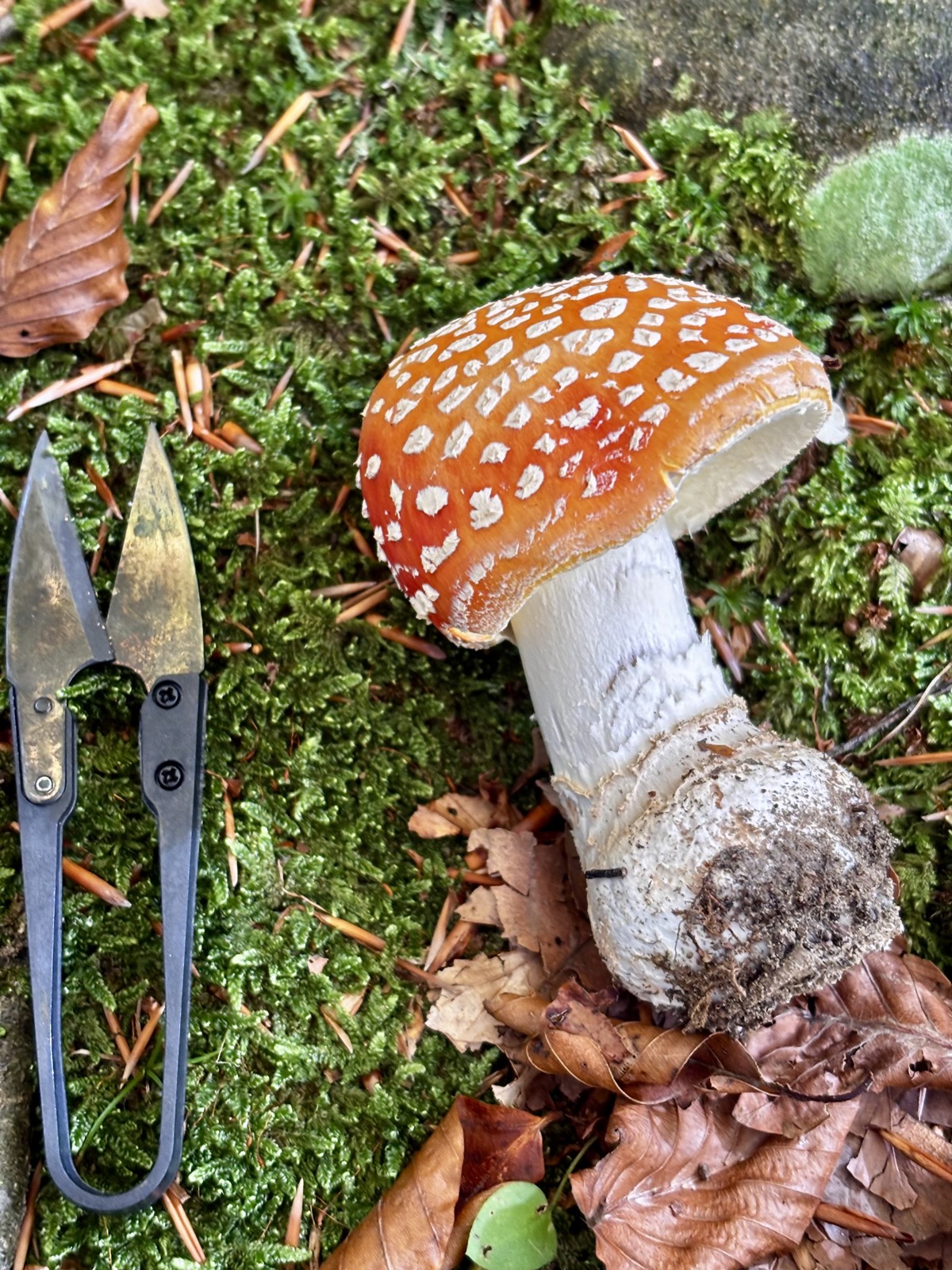 Amanita muscaria, ovolo malefico rosso: cappello rosso vivo con verruche bianche e gambo bianco, tra abeti e faggi