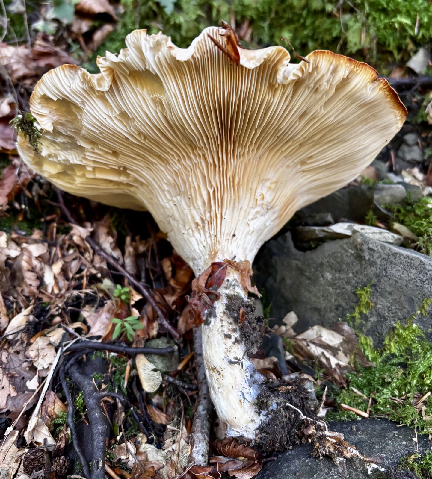 Clitocybe nebularis, nebbiolo: fungo massiccio dal cappello grigio-beige con lamelle fitte color crema, su lettiera di faggio