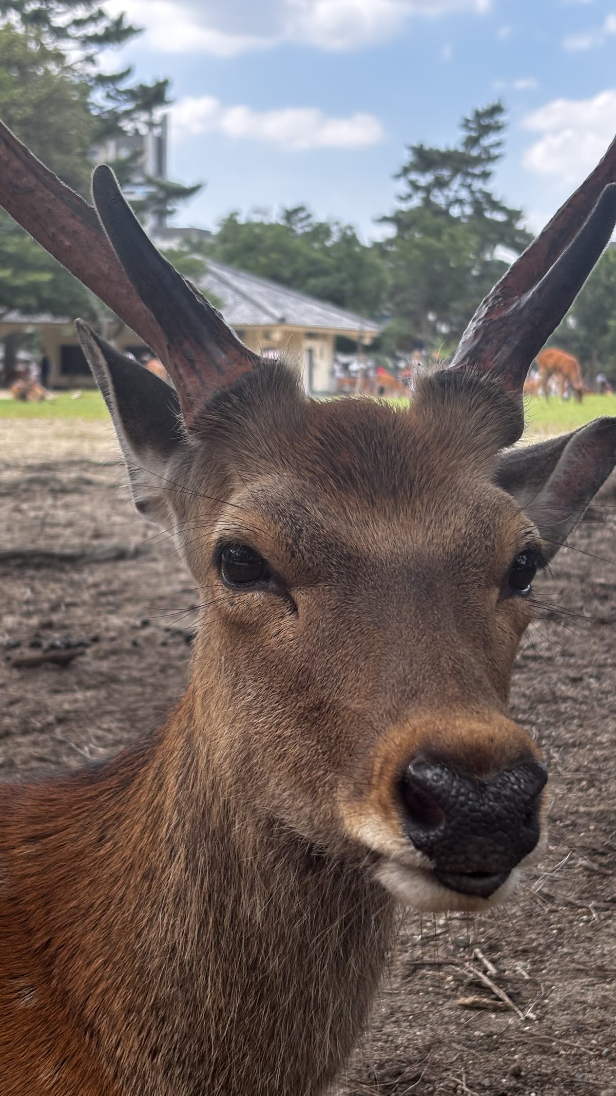 cervo sika di Nara, muso in primo piano, corna aperte, sfondo verde