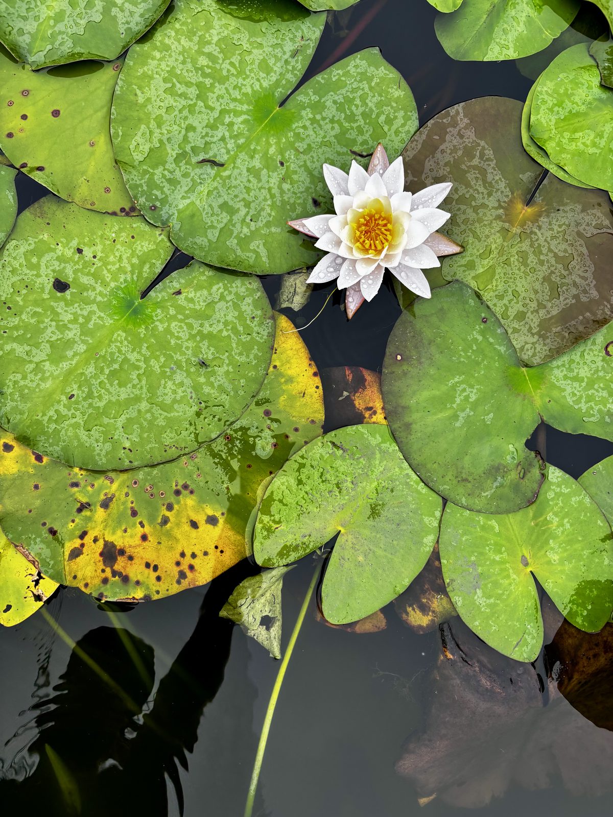fiore di ninfea bianca su foglie verdi nel fossato del castello di Himeji