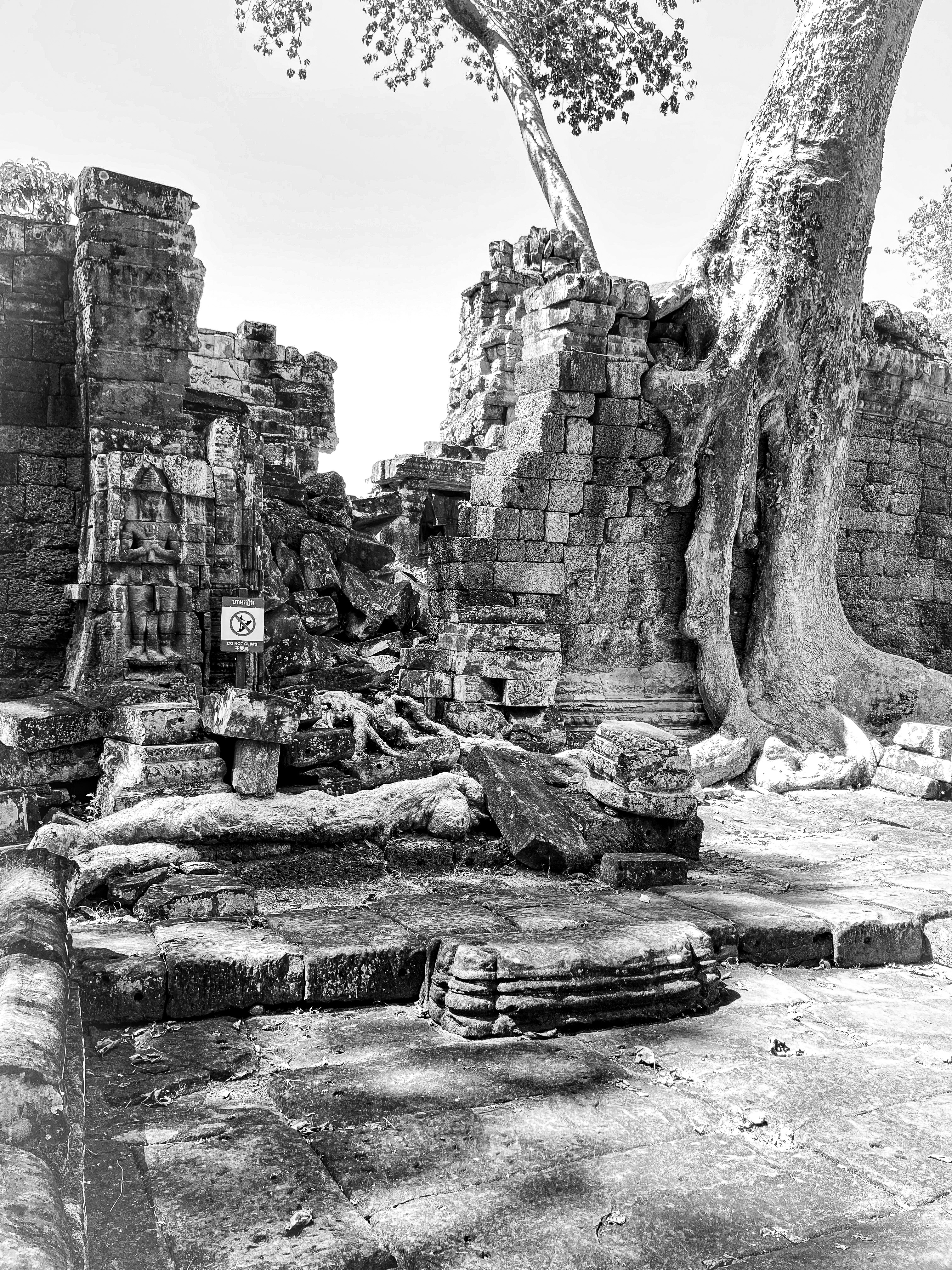 rovine Khmer ad Angkor in bianco e nero: radici di albero che abbracciano i muri di arenaria, rilievi scolpiti, cartello UNESCO, pietre sparse a terra