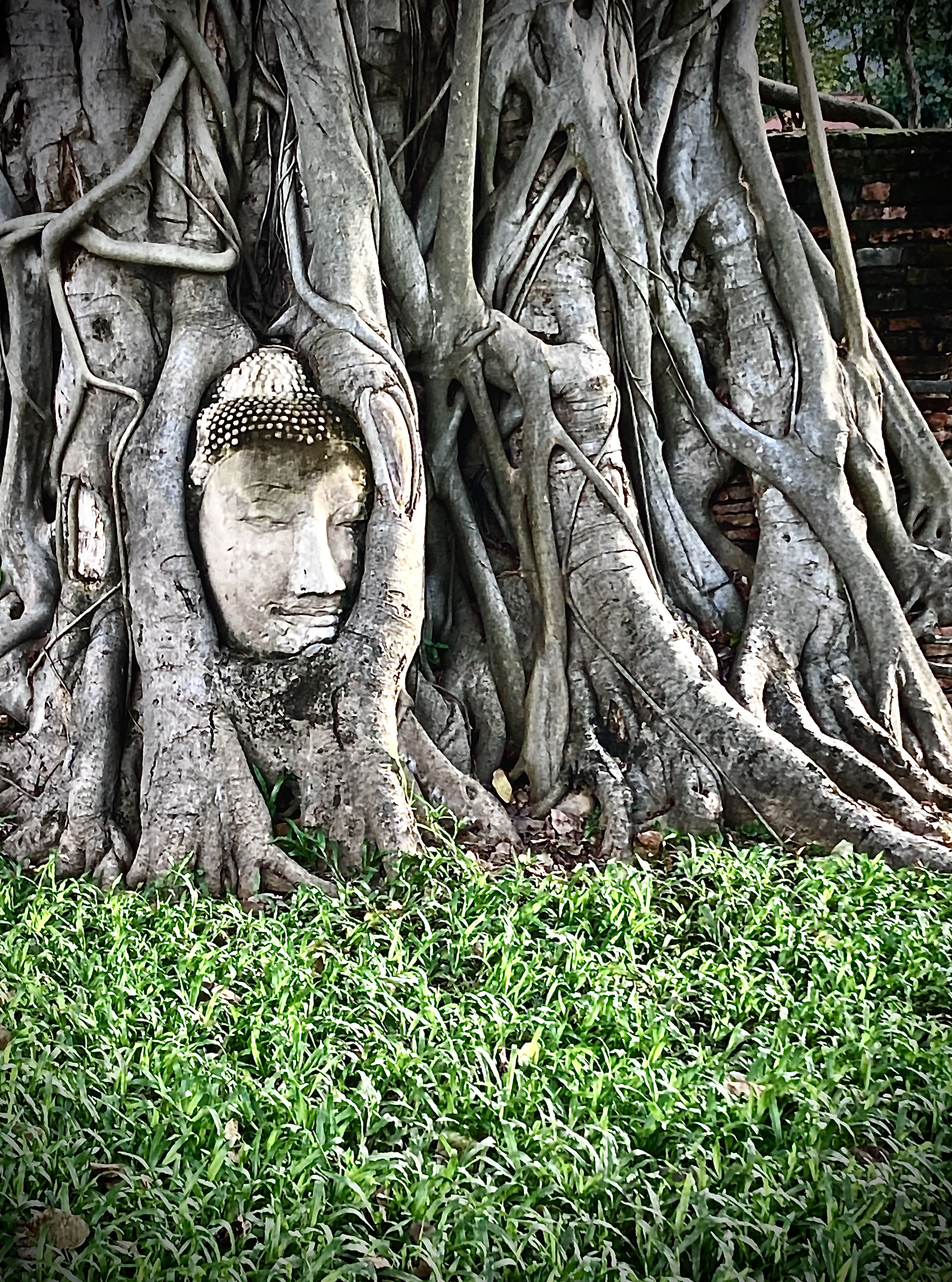 testa di Buddha in pietra incastrata nelle radici di un banyan tree al Wat Mahathat di Ayutthaya, erba verde in primo piano