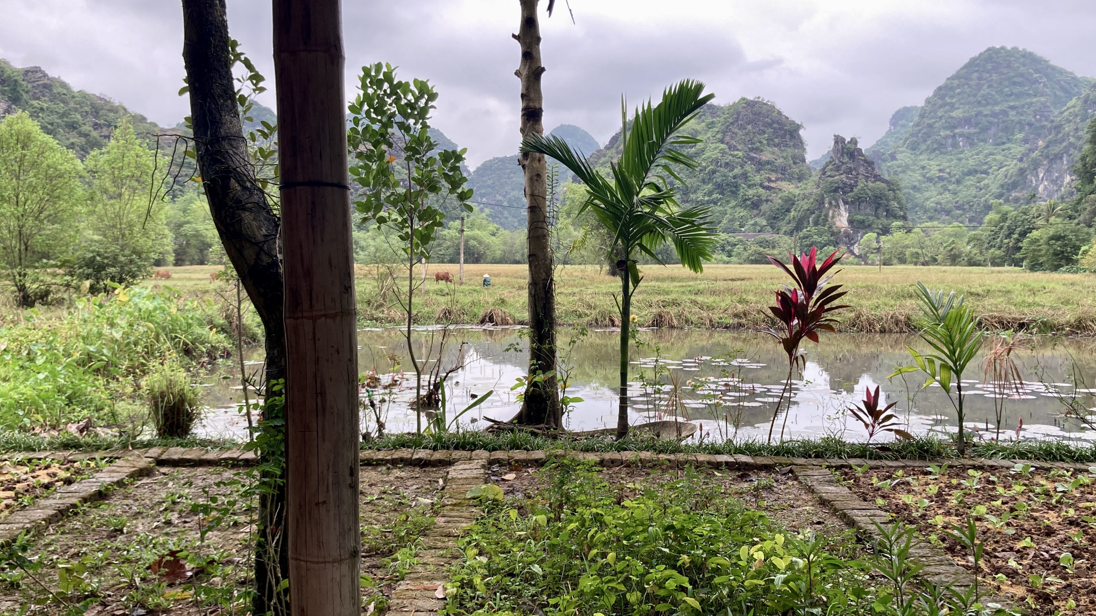 paesaggio di Ninh Binh: risaia con acqua ferma, palme e vegetazione tropicale in primo piano, torri calcaree verdi nella foschia sullo sfondo