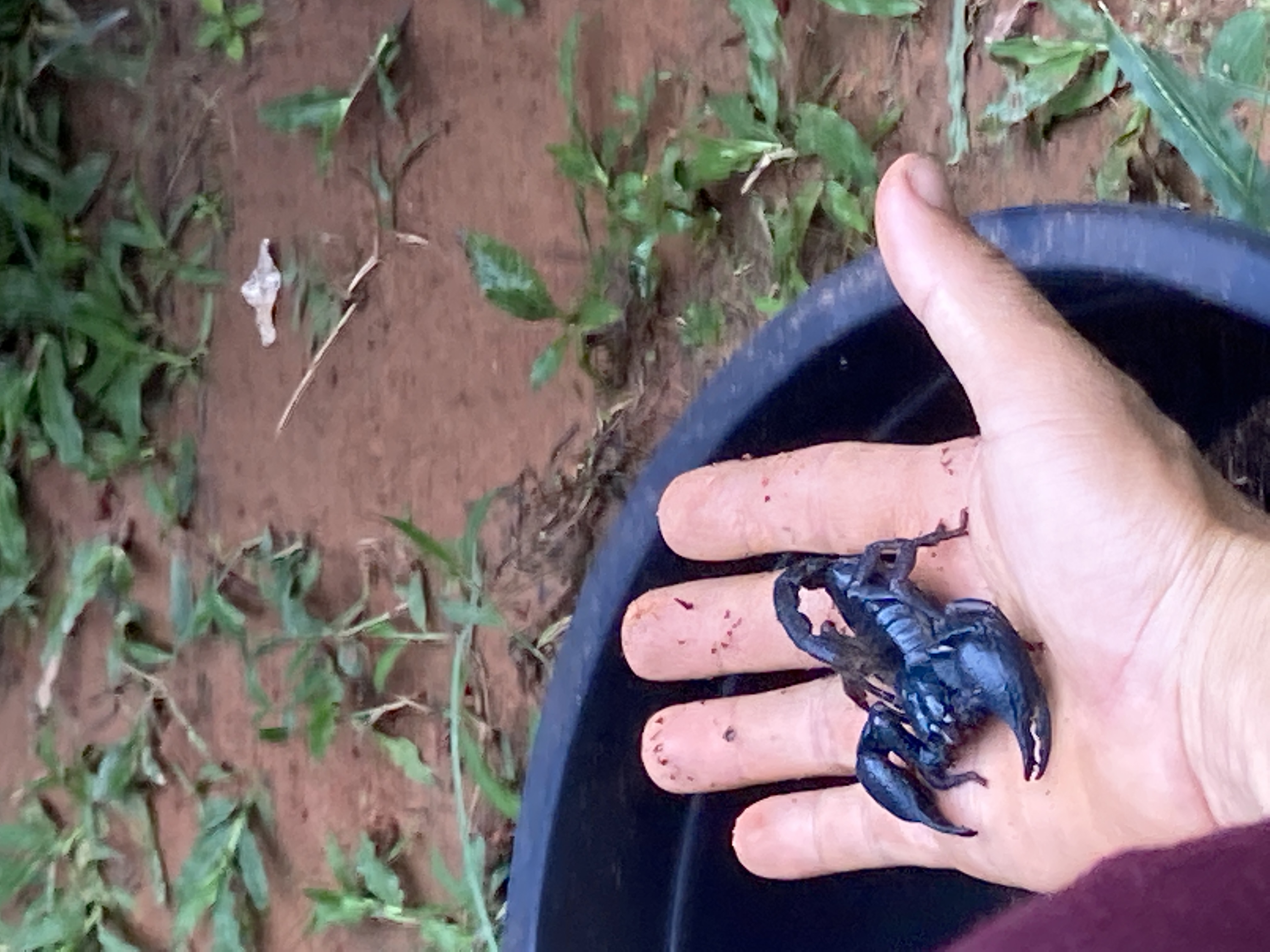 mano con scorpione nero vivo sul dorso delle dita, terra rossa e vegetazione tropicale sullo sfondo